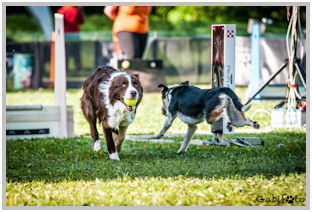 border collie speedy dream